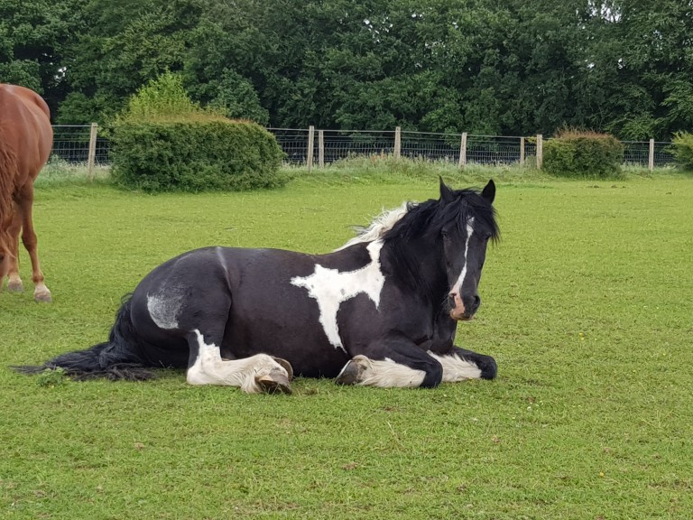 Livery Great Bookham Equestrian Center