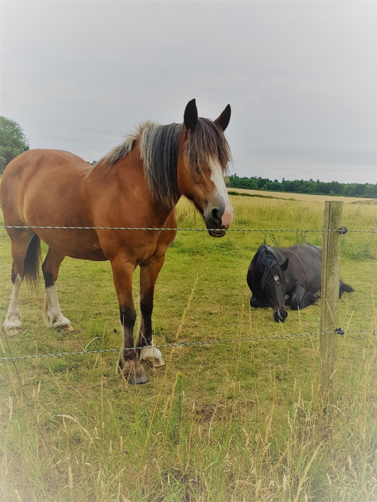 Livery Great Bookham Equestrian Center