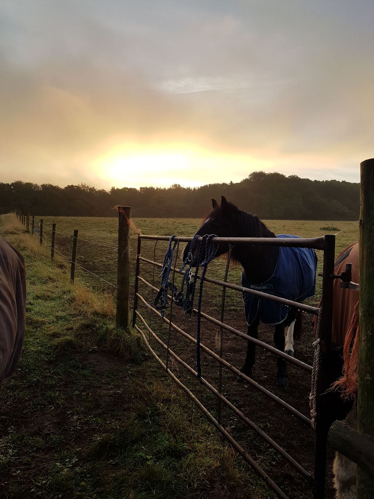 Livery Great Bookham Equestrian Center